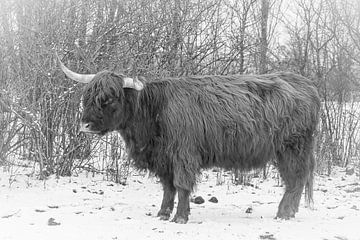 de schotse hooglander in de sneeuw
