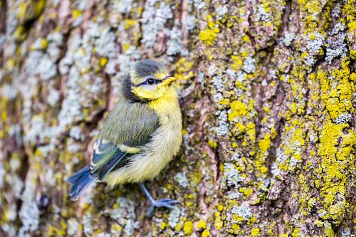 Young blue tit sits on oak tree trunk