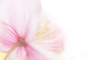 Een bloem met wit, geel en lila, hoe sereen is dat van foto by rob spruit
