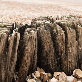 Poteaux et coquillages sur la plage sur Carola van Rooy