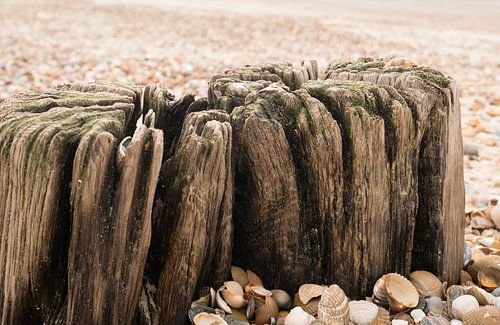 Posts and shells on the beach