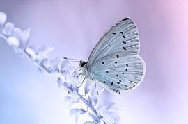 Bleu Bleu sur Violetta Honkisz