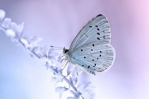 Blauw Blauw