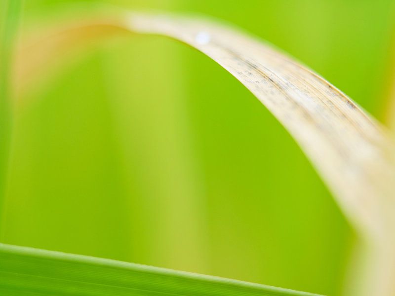 The blade of grass - Nature Photography by Lindenthal.ART