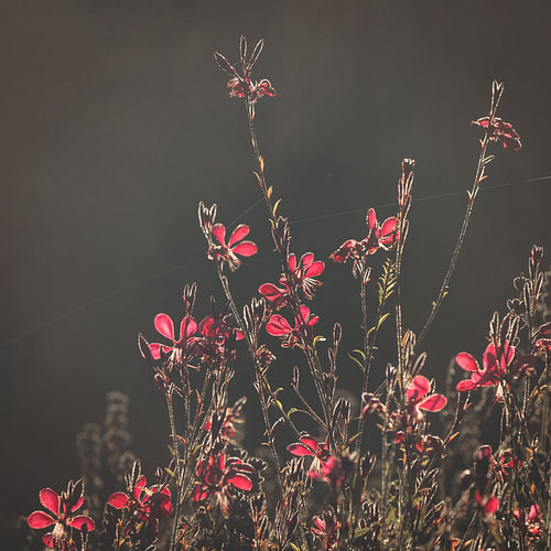 Rote Gaura-Blüten – elegantes Gegenlicht