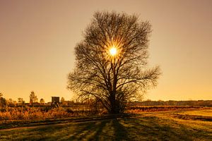 Sonnenuntergang direkt hinter einem kahlen Baum