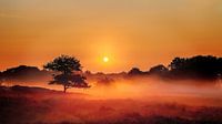 Foggy Dunes Gasteren Netherlands Zonsopkomst