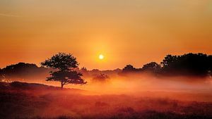 Dunes brumeuses Gasteren Pays-Bas Lever de soleil