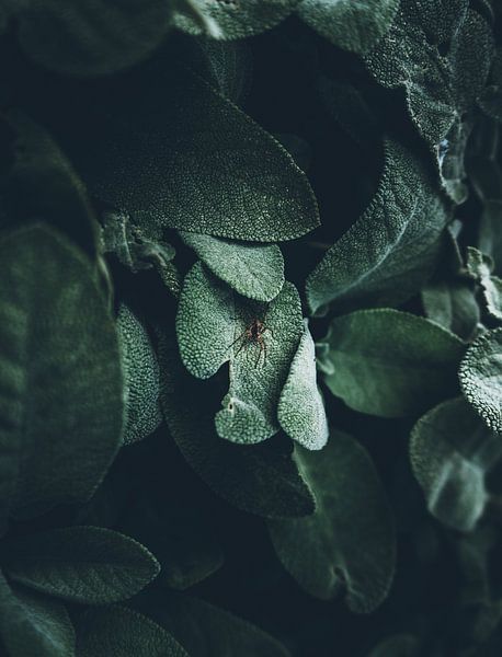 Botanical Garden by Patrick Schneider