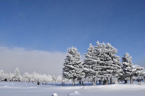Berijpte bomen na de storm