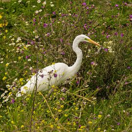 Grande aigrette sur Cees van der Linden