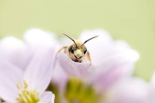 Peeking bee