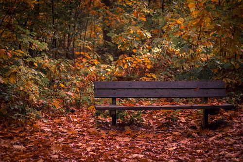Bank in het herfst bos 