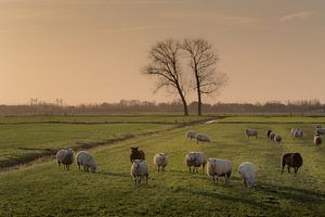 Schafe mit Zwillingen