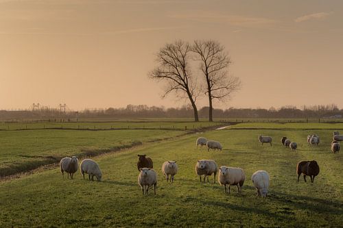 Schapen met tweelingboom