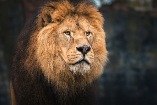 Eyes of the Tiger - beautiful expression through his impressive eyes