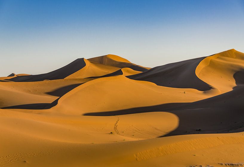 Sahara; zandduinen in ochtendzon van Bep van Pelt- Verkuil