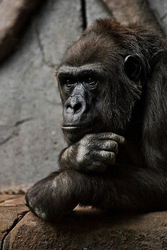 Pensieve houding, hand rekwisieten zijn hoofd. Aapje-mantropoïde gorilla vrouwtje. een symbool van b