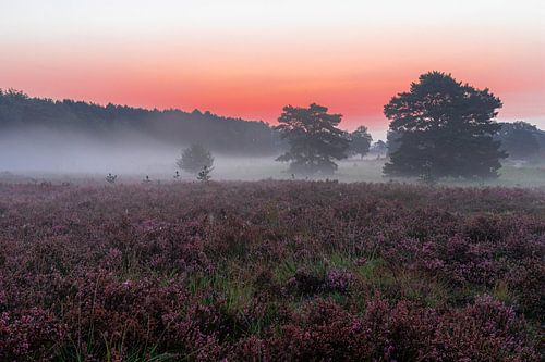 Magische en kleurrijke zonsopkomst met grondmist op de paarse heide