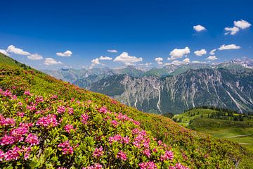 Alpenrosen, im Hintergrund die Höfats von Walter G. Allgöwer