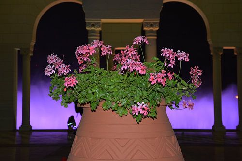 grote vaas met prachtige rose bloemen