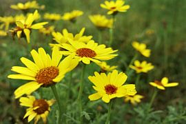 Yellow goosefoot by Jurjen Melinga
