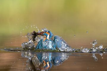 IJsvogel Uit Het Water: Een Perfect Moment