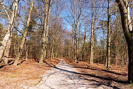 Waldweg in 't Leesten in der Veluwe von Merijn Loch
