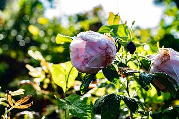 Pink rose by hans kuhne