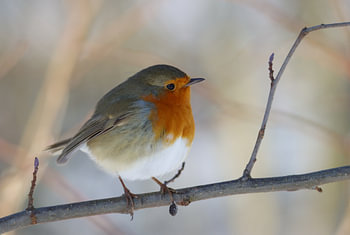 Robin