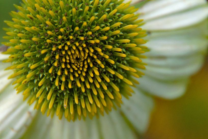 flower macro photography by wil spijker