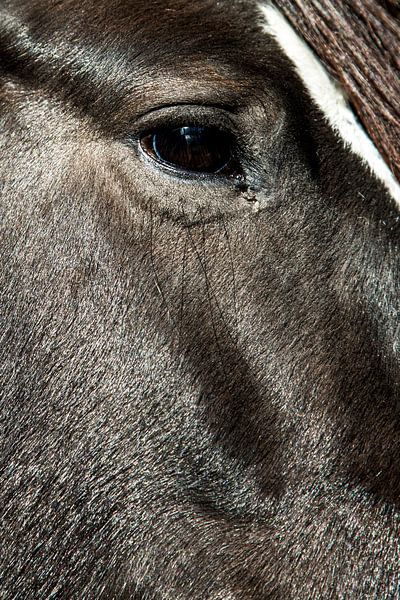 close-up horse 3 by Lina Heirwegh