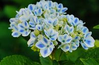 Gartenhortensien (Hydrangea macrophylla) von Alexander Ludwig Miniaturansicht