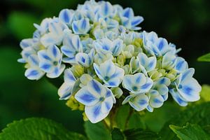 Gartenhortensien (Hydrangea macrophylla)