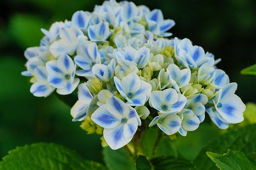 Gartenhortensien (Hydrangea macrophylla)