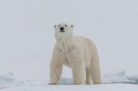 Polar bear portrait by Sven Scraeyen thumbnail