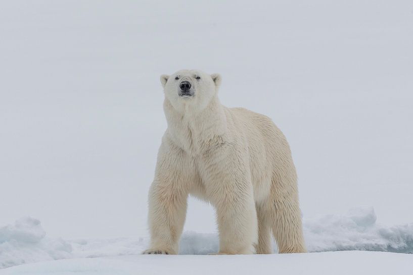 Polar bear portrait by Sven Scraeyen