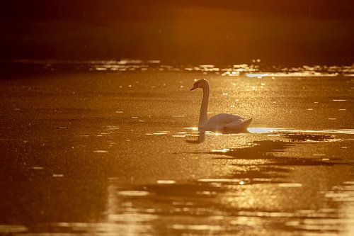 Golden Swan