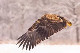 Pygargue à queue blanche (Haliaeetus albicilla), oiseau de proie.