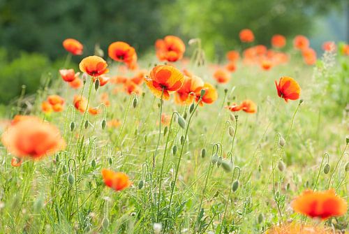 Soft poppy's