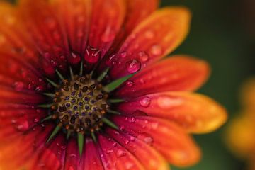 Spanish daisy with raindrops by Isabel van Veen