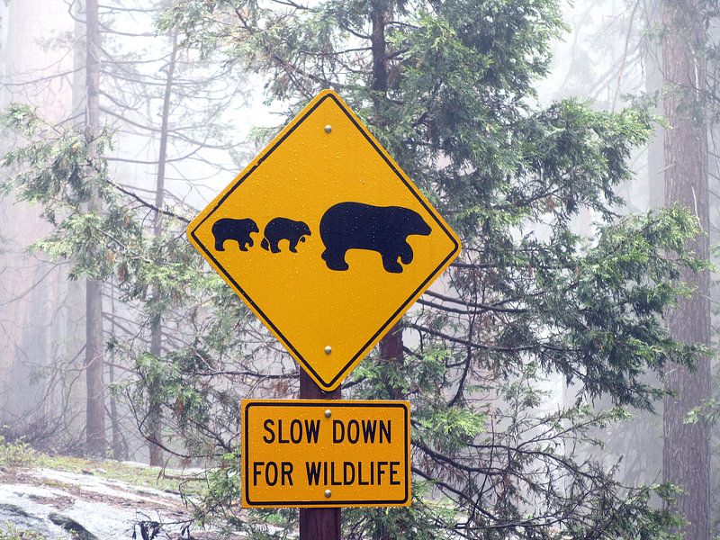 Slow down for wildlife, Verenigde Staten von Mr and Mrs Quirynen