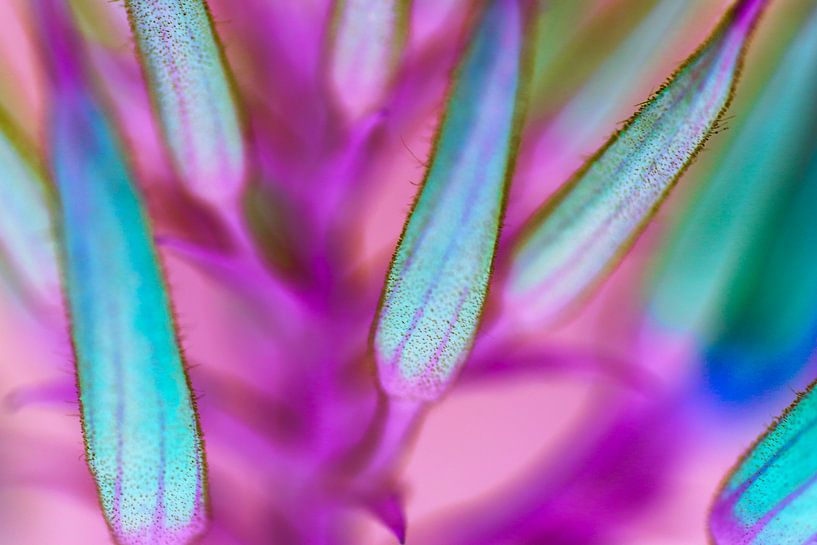 Space Leafs by Thomas Plombier