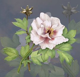 Botanical watercolor of a Paeonia suffruticosa by Ria Trompert