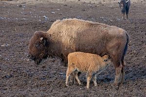 Bison-Baby bei der Mutter
