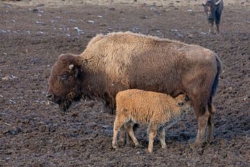 Bizon baby met zijn moeder van t.ART