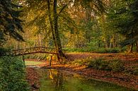 Autumn in the Slochterbos by Henk Meijer Photography thumbnail