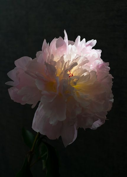 Peony in sunlight by Marion Van den Hoeven