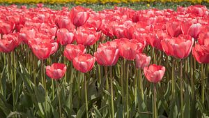 Beaucoup de tulipes rouges sur Tim Abeln