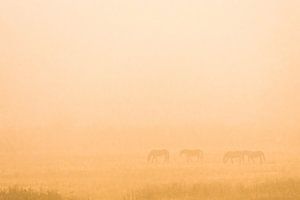 Wildpferde im Nebel von jowan iven